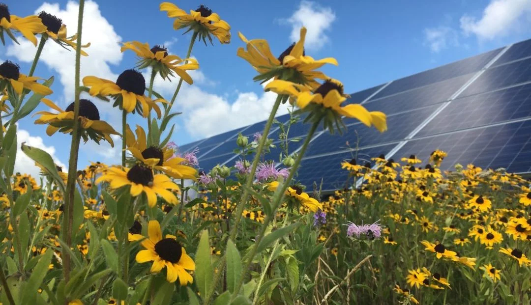 Yellow flowers in front of solar panels
