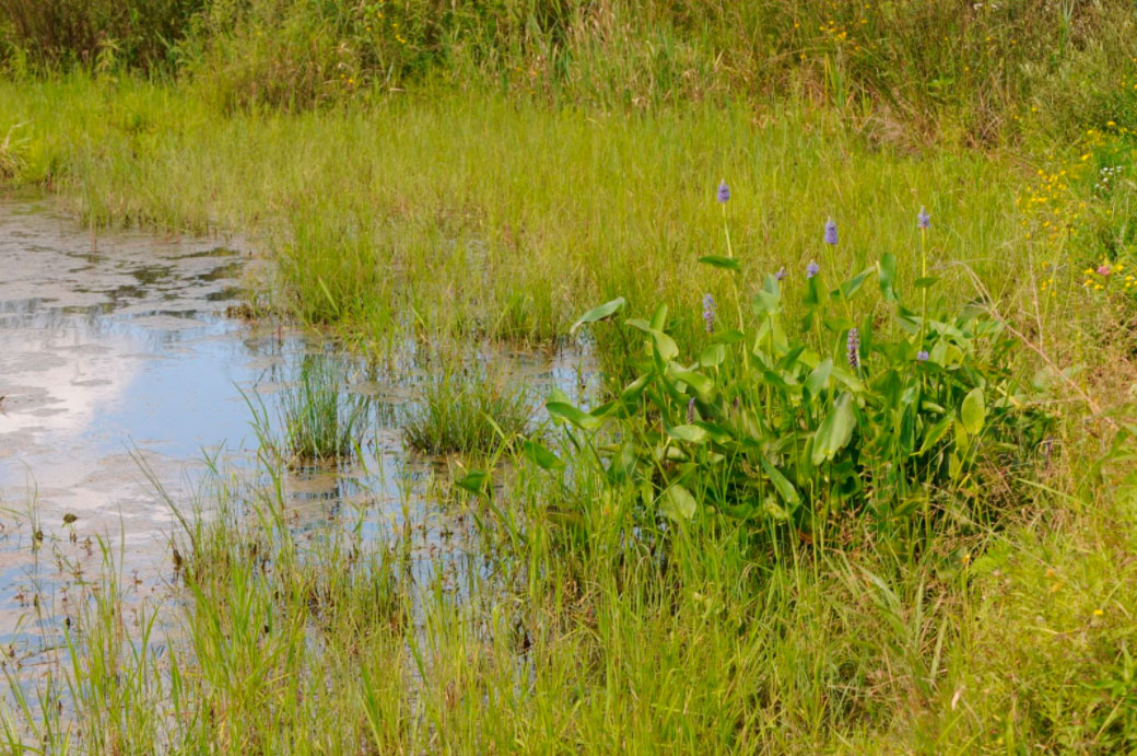 Native Seeds in Wetland Systems and Natural Water Treatment