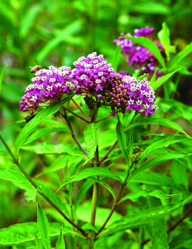 Swamp Milkweed (Asclepias incarnata)