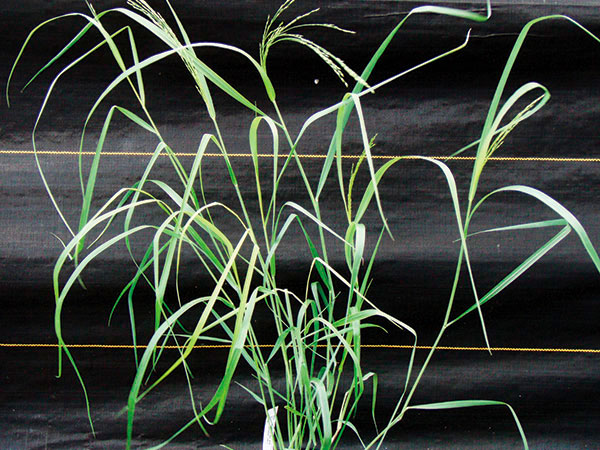 Long green grass in a black background