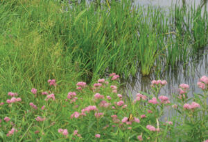 Wet Meadows & Wetland Planting Guide
