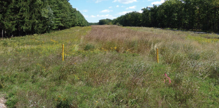 Clearing of plants with trees on both sides