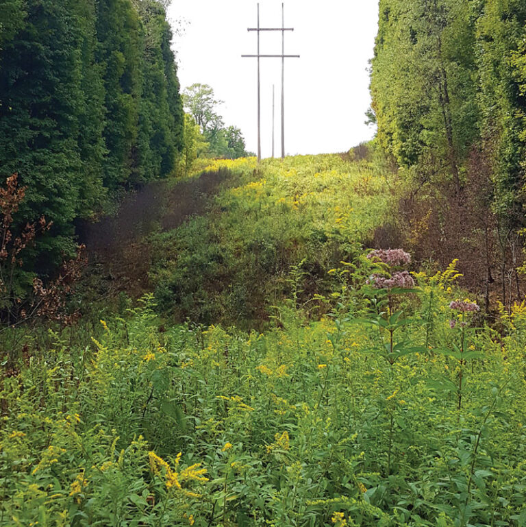 Cleared plain for utility lines