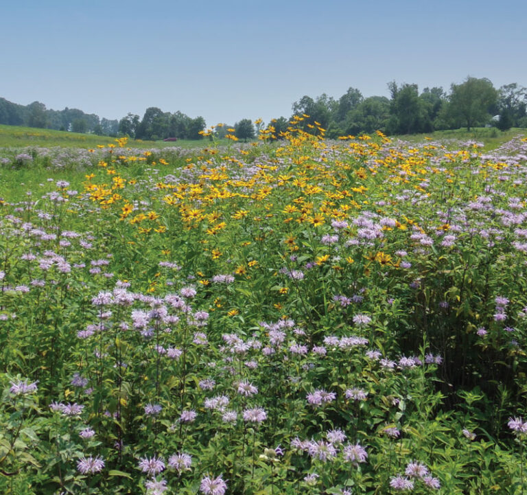 Native flowers blooming
