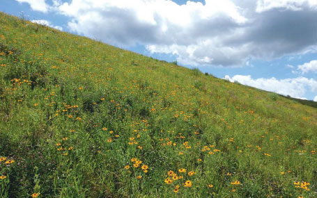 Grassy meadow on a steep slope