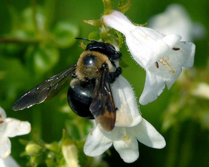 Resources for Supporting Pollinators 