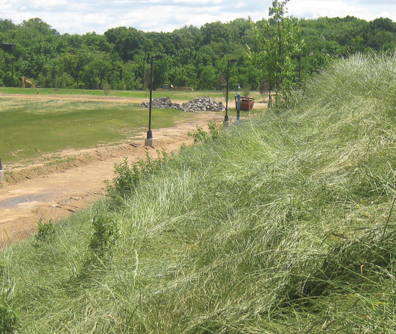 Obstacles to a Successful Meadow Establishment