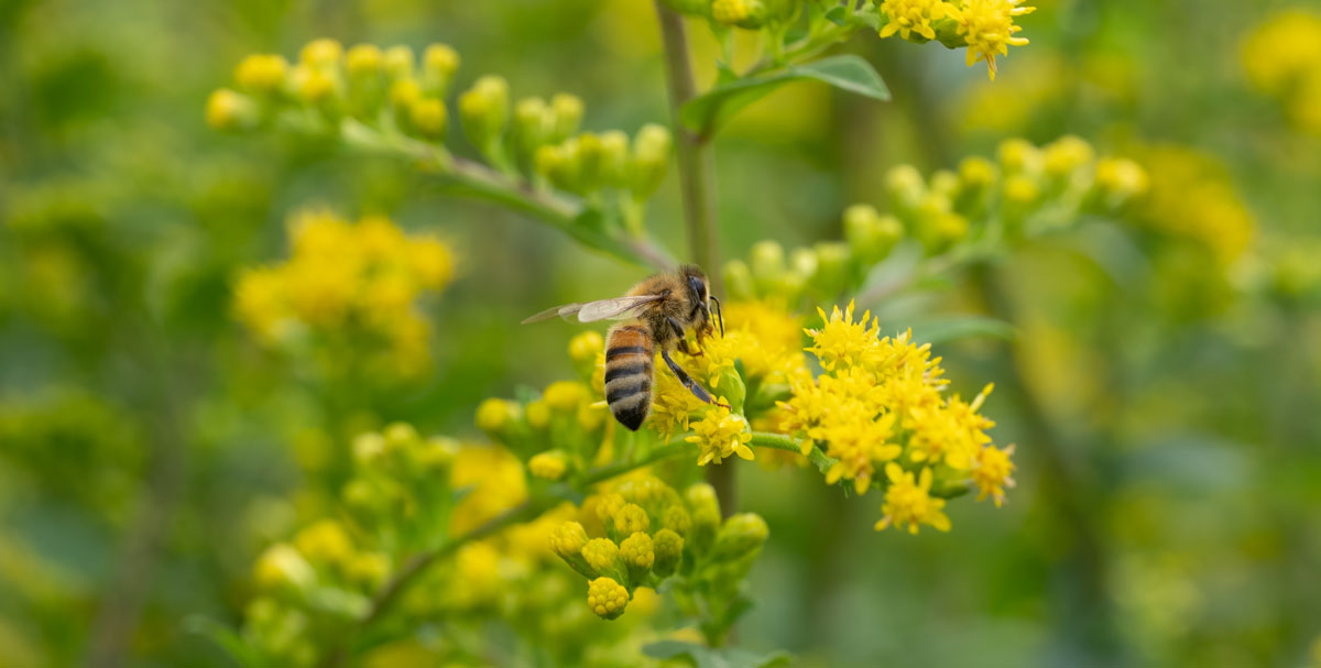 Bee on yellow plant