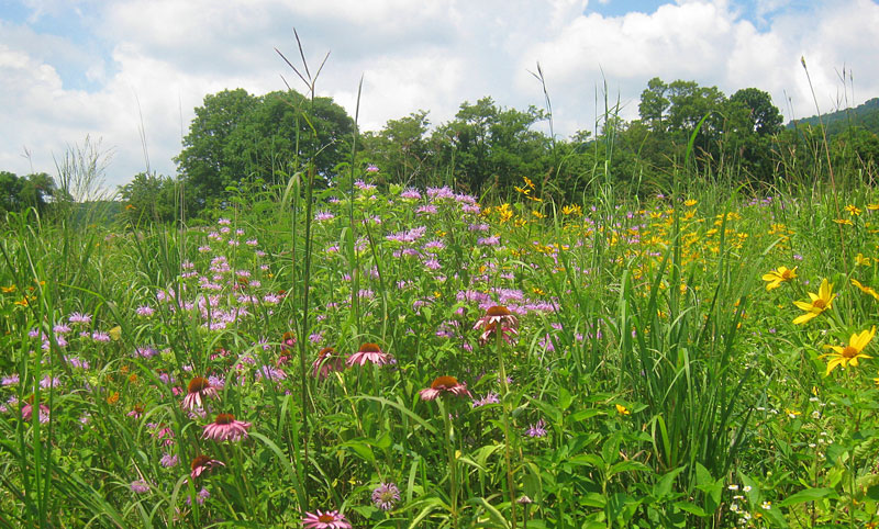Seed Mixes Meadow