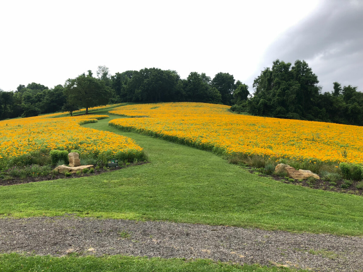 Transforming Turfgrass: Turning Several Acres of Over-Mowed Grass Into Pollinator-Friendly Wildflower Meadows