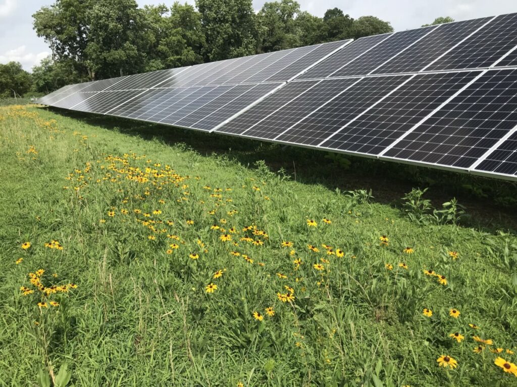 Solar panels surrounded by a meadow of grasses and yellow flowers.