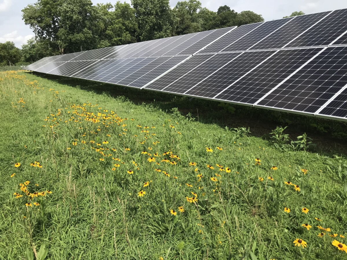 A Slow Start to Virginia’s Solar Pollinator Program