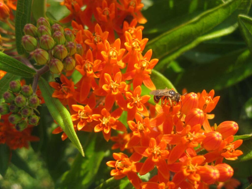 Close-up of a butterfly milkweed seed