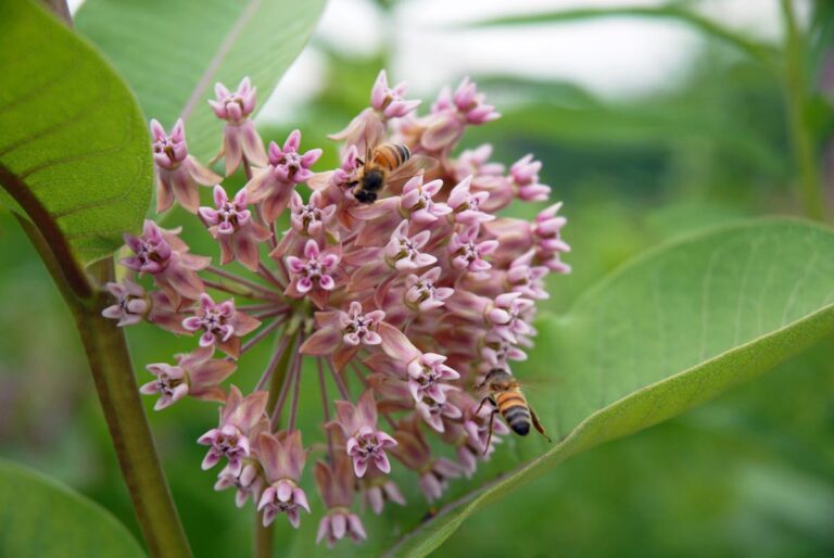 Upclose shot of bees on a Common Milkweed plant