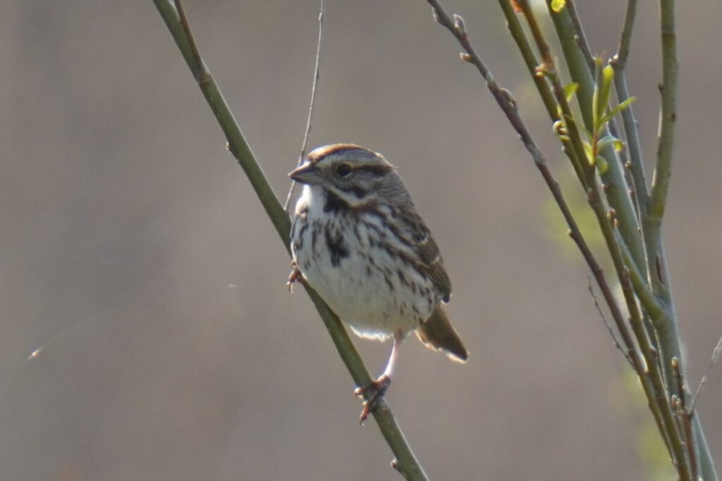 Upclose image of a native songbird, Sparrow