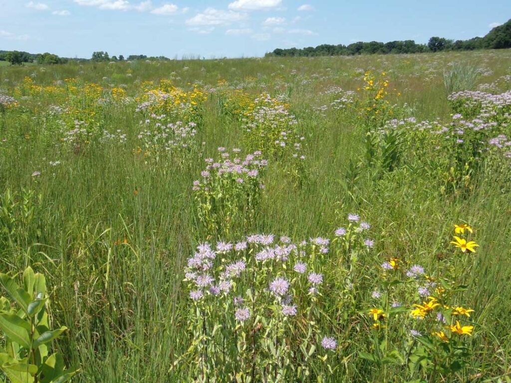 ERNMX 153_Show Northeast Native Wildflower and Grass Mix_Over Time_Northern VA_Mid-Summer_3rd Growing Season