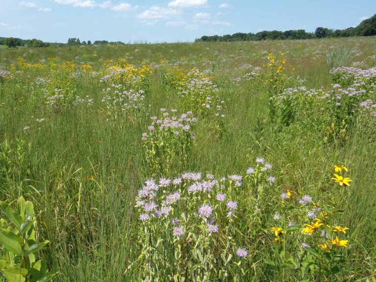 ERNMX 153_Show Northeast Native Wildflower and Grass Mix_Over Time_Northern VA_Mid-Summer_3rd Growing Season