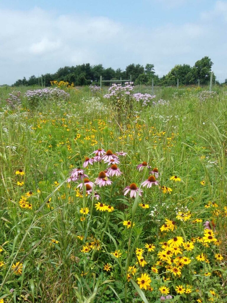 Making Use of Pollinator Seed Mixes for the East Coast