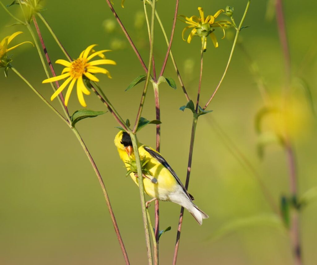 American Gold Finch