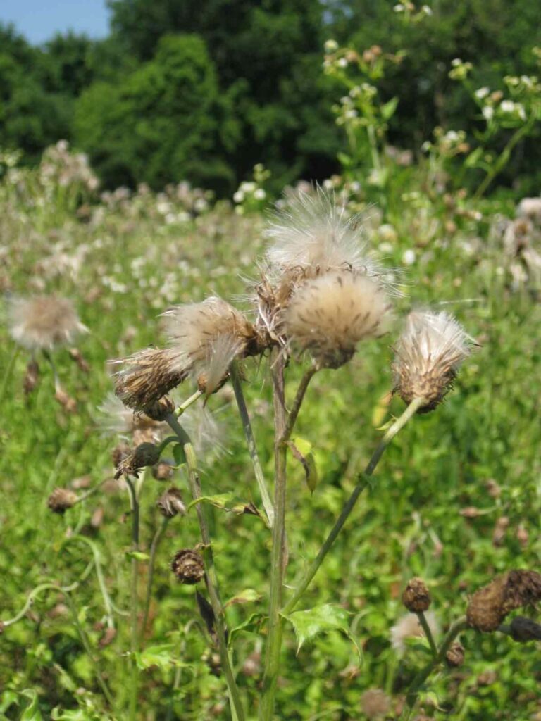 Canada Thistle