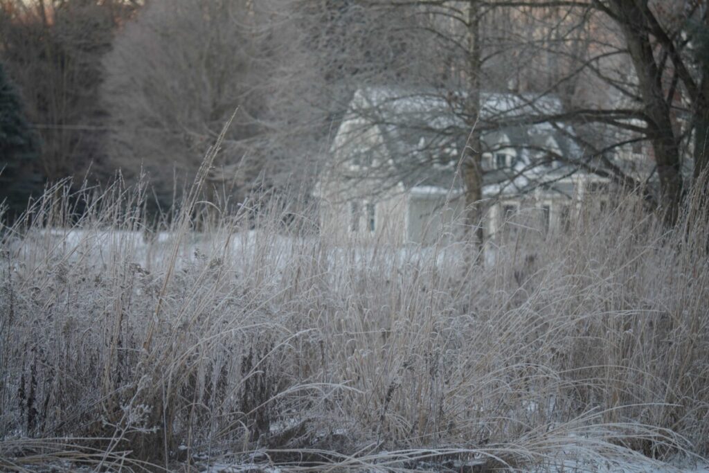 Overwintering Meadow