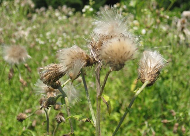 Canda Thistle Featured Image