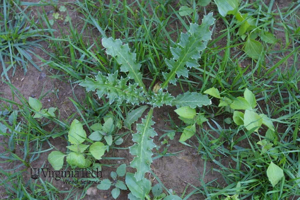 Canada Thistle A from Virginia Tech's website