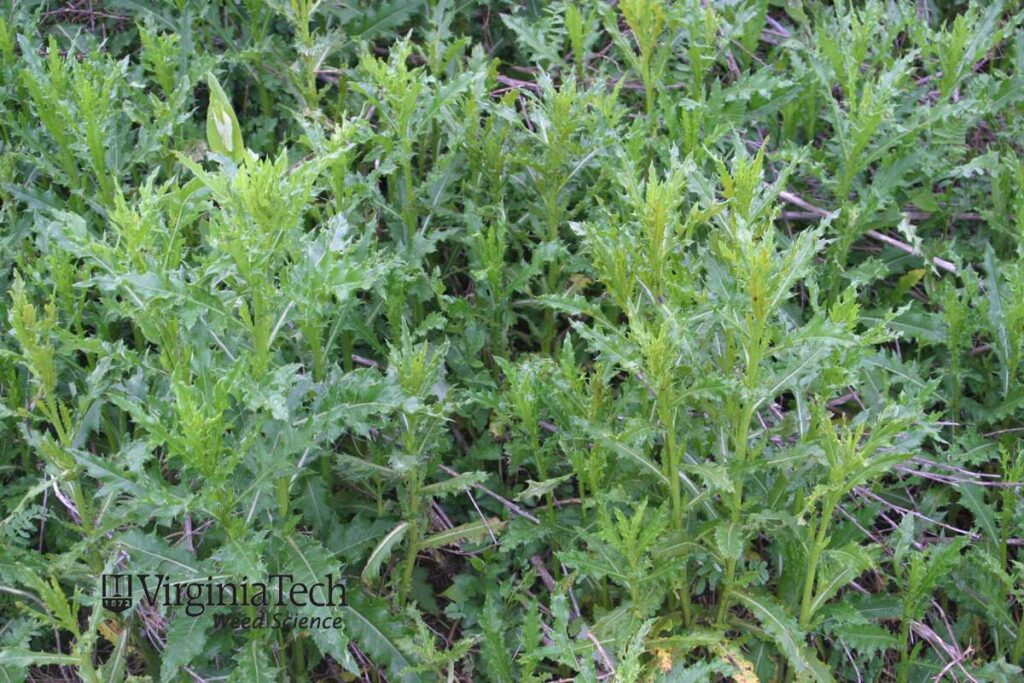 Canada Thistle B from Virginia Tech's website