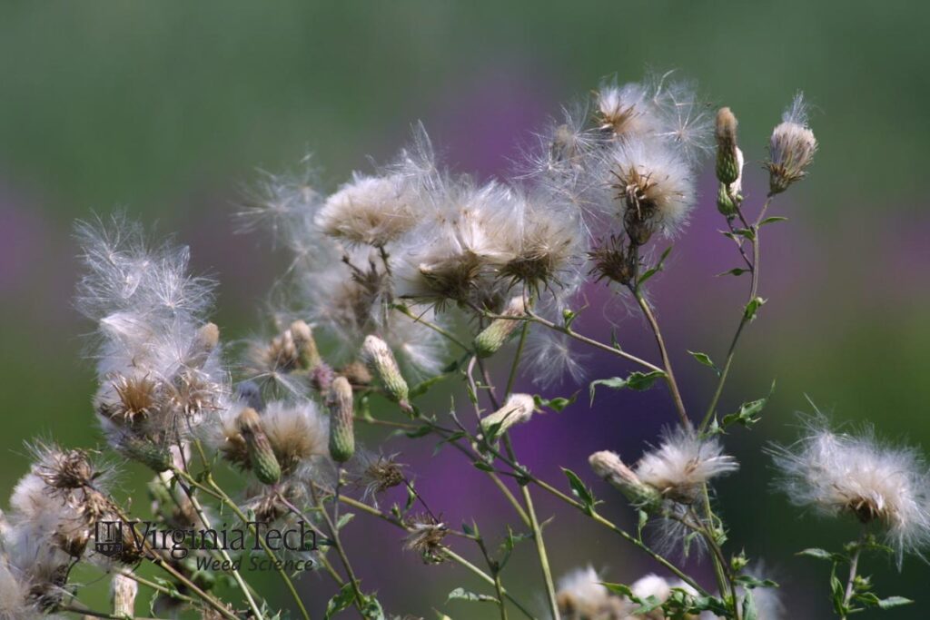 Canada Thistle C from Virginia Tech's website