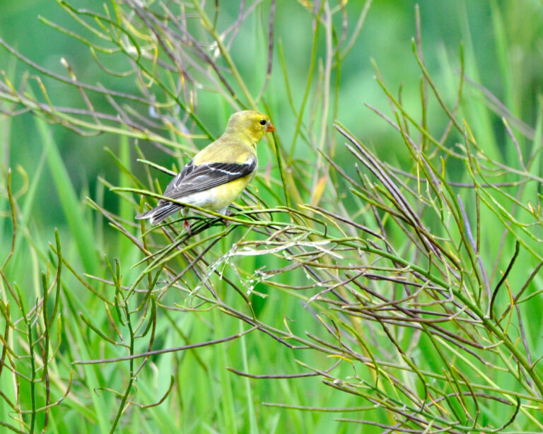 support wildfire american goldfinch female on weedy mustard