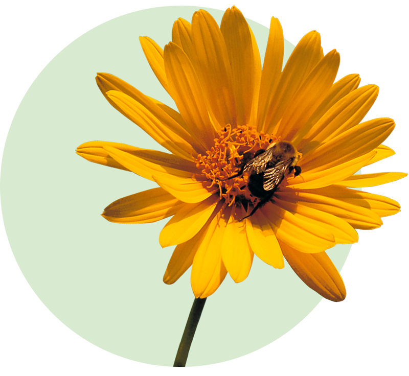 flower cutout