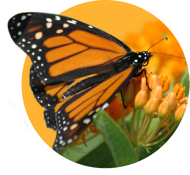 Monarch Cutout