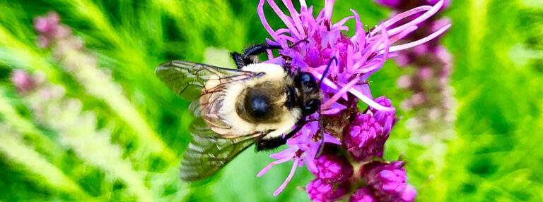 Bumblebee_Liatris_Blazing Star