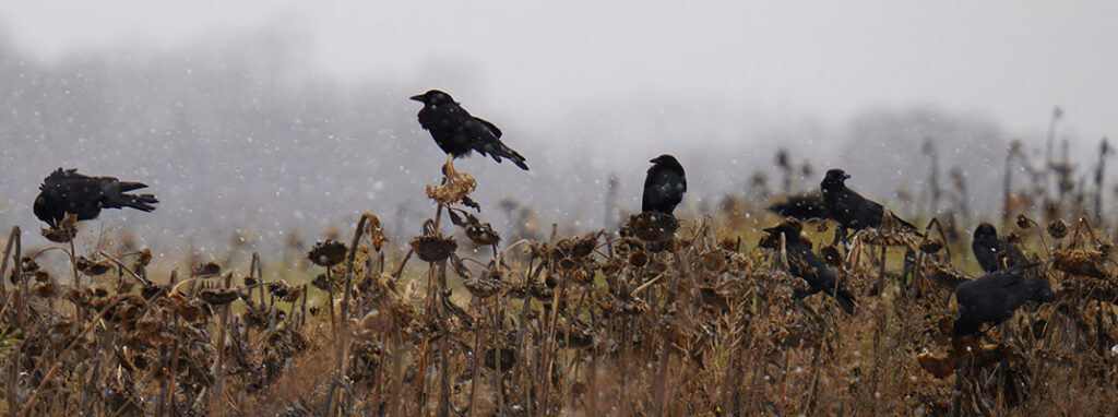 Ravens And Crows