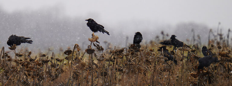 Ravens And Crows