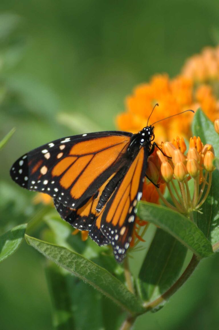 Close-up of a monarch butterfly perched on vibrant orange butterfly milkweed flowers, with green leaves in the background