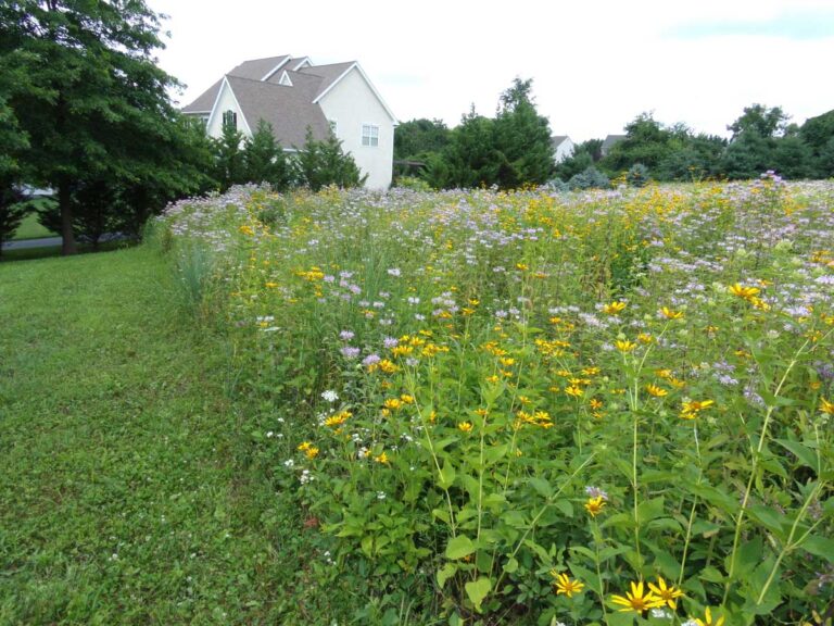 residential home bordered by a lush field of wildflowers including yellow and purple blooms, with trees and greenery in the background