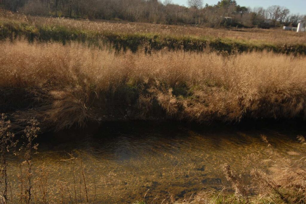 PANVIR Switch Grass Panicum Virgatum Mount Pilot & SWITCHGRASS Nov 2007 Ver3