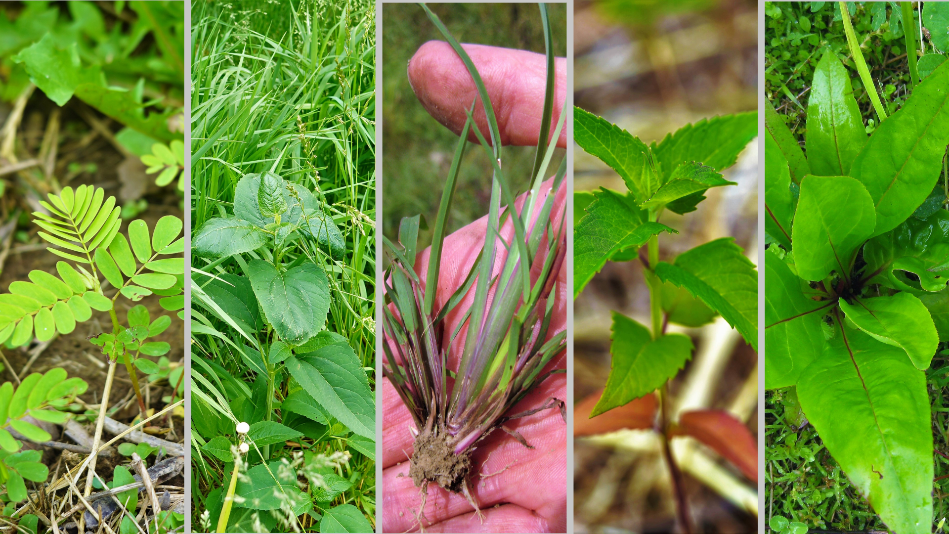 Native Seedling Pattern Native Plant Seedling Gallery - Ernst Seeds