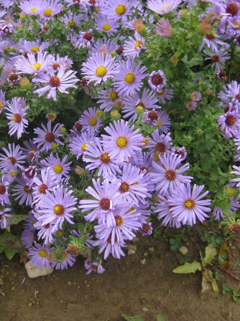 Aromatic Aster