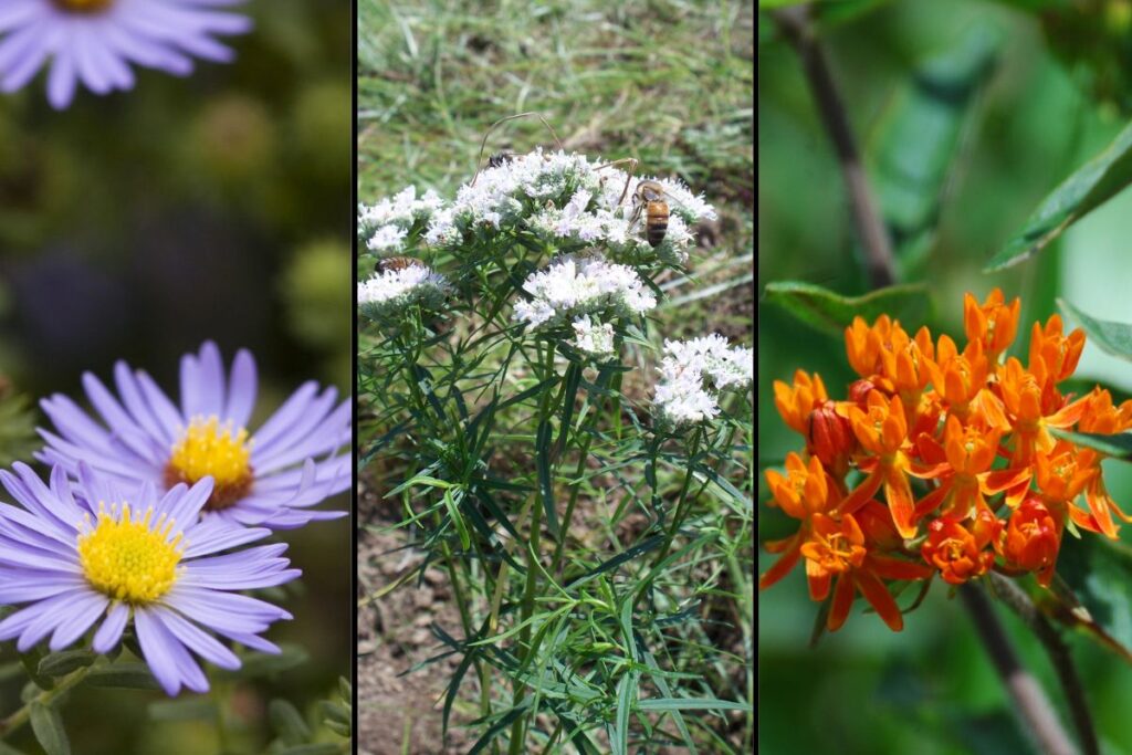 Blog Featured Image Growing Native Wildflowers