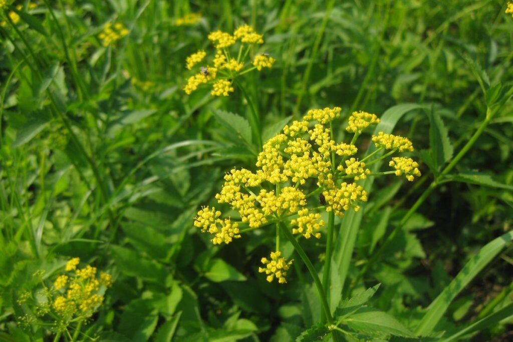 Golden Alexanders