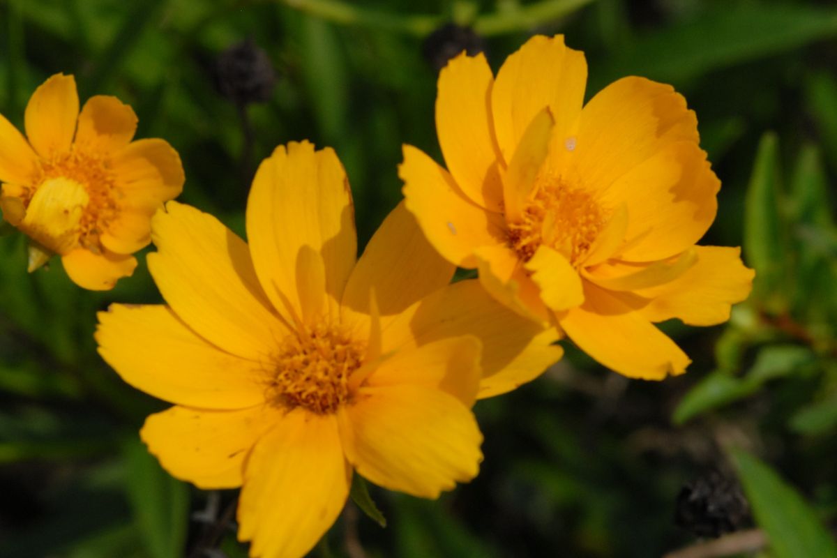 Lanceleaf Coreopsis lanceleaf coreopsis with green background