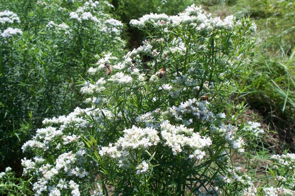 Narrowleaf Mountainmint