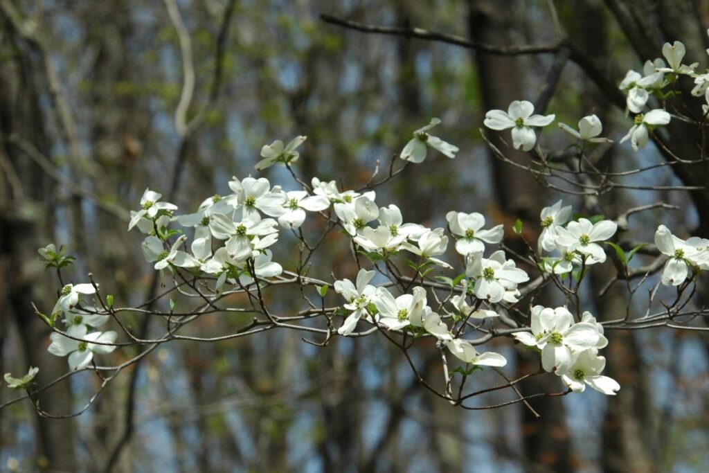 Flowering Dogwood