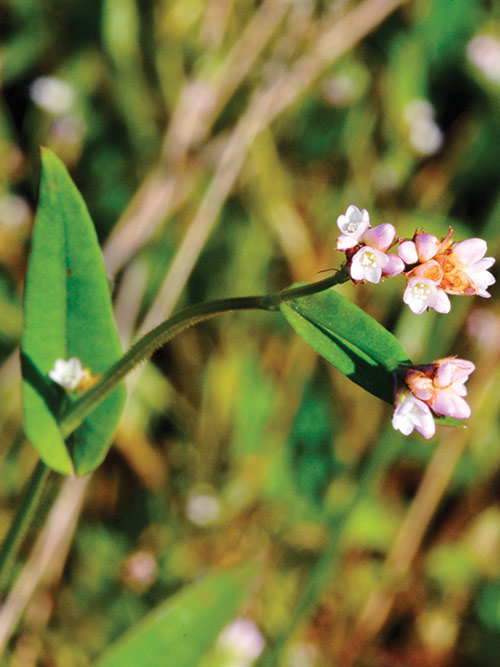Polygonum sagittatum, PA Ecotype (Arrowleaf Tearthumb, PA Ecotype) bloom