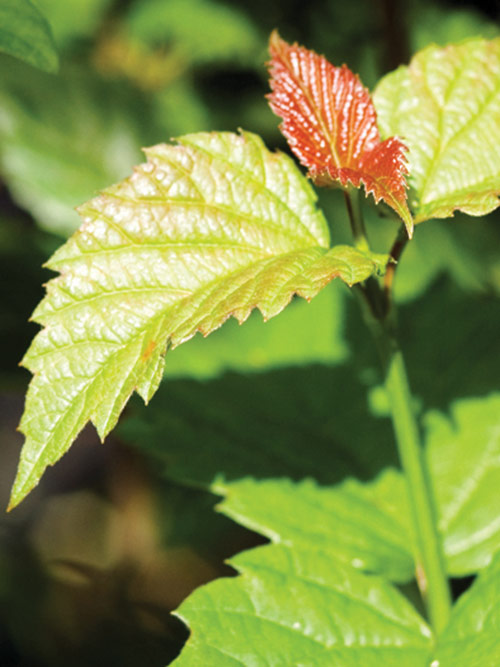 Viburnum dentatum, PA Ecotype (Arrowwood, PA Ecotype) leaf & stem