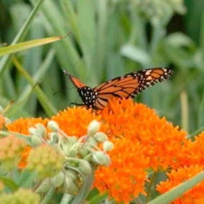 Monarch butterfly on blooming milkweed