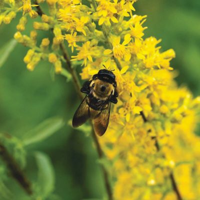 Bee on a yellow plant