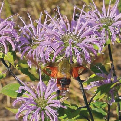 Hummingbird clearwig eating from purple flower